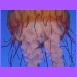 Jelly Fish 3.jpg